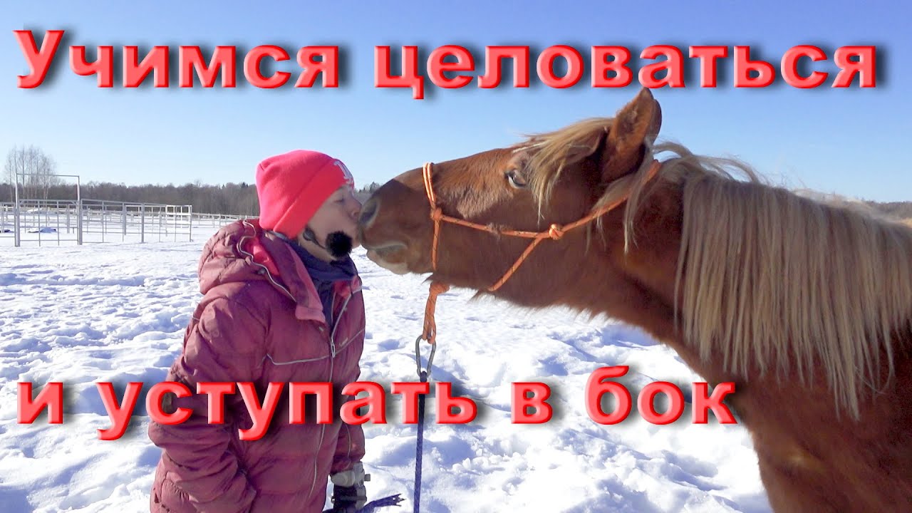 Учимся лошадь трюку "целоваться" . И уступать в бок.