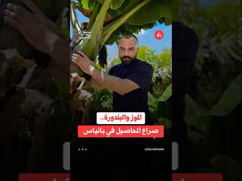 الموز أم البندورة؟ مزارعو بانياس بين الربح والخسارة