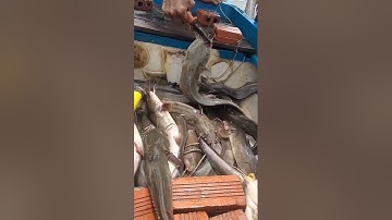 thành quả một ngày đi giăng câu cá ngát dính cá gỡ mỗi tay@# shorts huynhduc1vlog