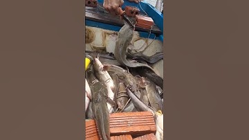 thành quả một ngày đi giăng câu cá ngát dính cá gỡ mỗi tay@# shorts huynhduc1vlog