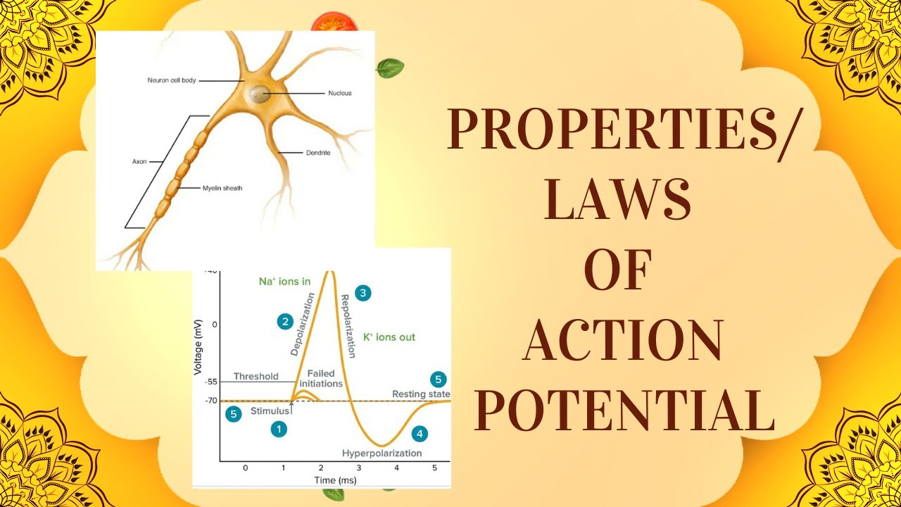 Laws/Properties of action potential in detail explanation - YouTube