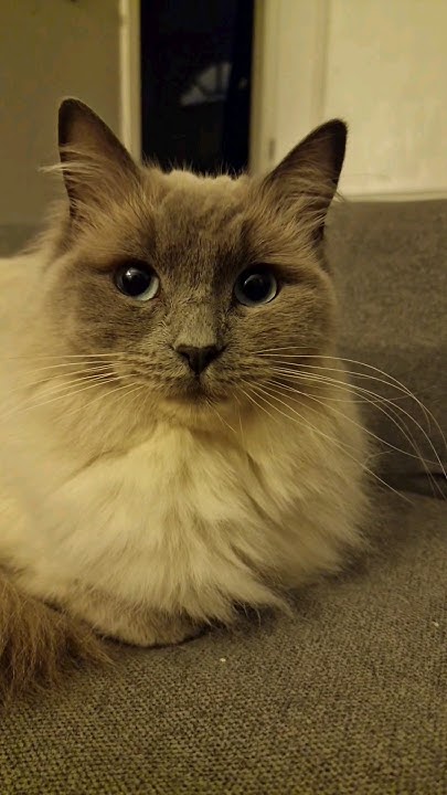will-you-say-goodnight-to-me-shorts-cats-cat-cutecat-catvideos