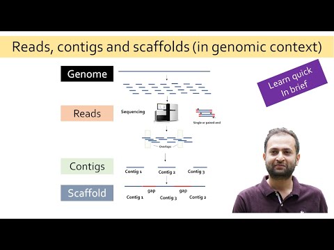ভিডিও: কিভাবে contigs scaffolds মধ্যে একত্রিত হয়?
