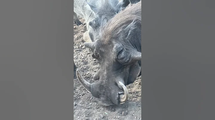 Look at The Tusks on this Warthog! 😱🐗 #animals #wow #nature