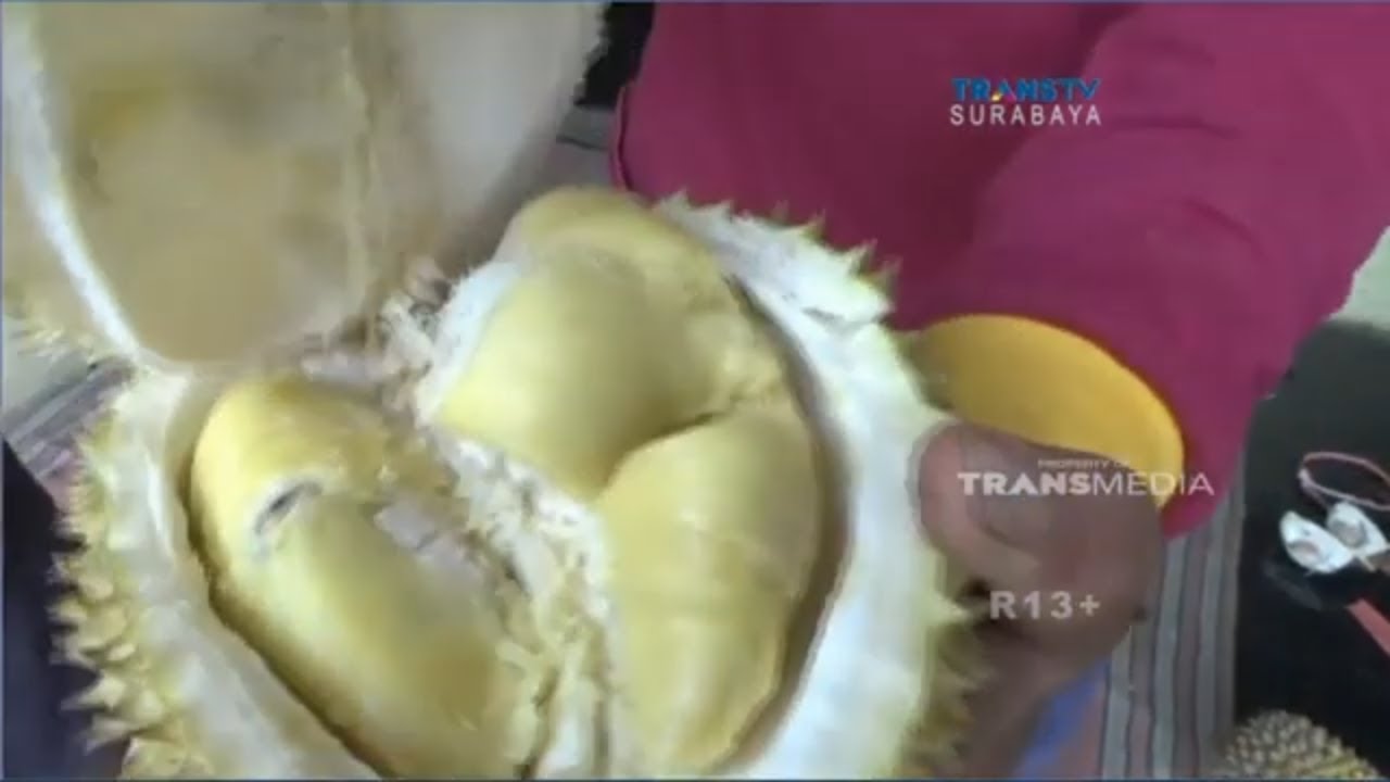 Unduh 91 Gambar Durian Mentega Terbaik Unduh 91 Gambar Durian Mentega Terbaik