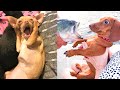 Funniest Animals - Best Of The 2020 Funny Animal Videos #8