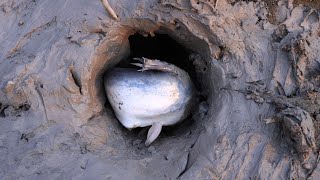 Find Fish In Secret Hole - Big Fish In Secret Hole Underground In Dry Season