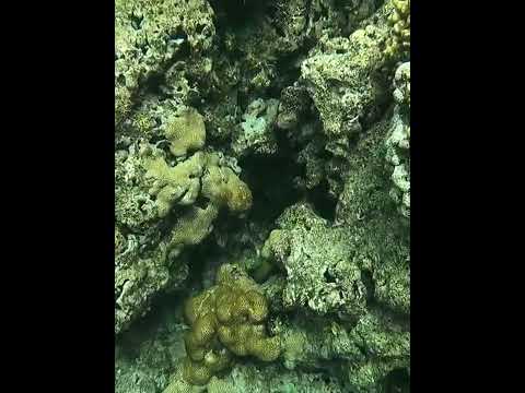 Video: Ruokintatekniikat Coral Reef Tankillesi