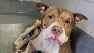 acs A686993