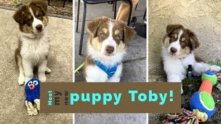Meet My New Puppy Toby!! by Raising Up Aussies 809 views 2 years ago 6 minutes, 55 seconds