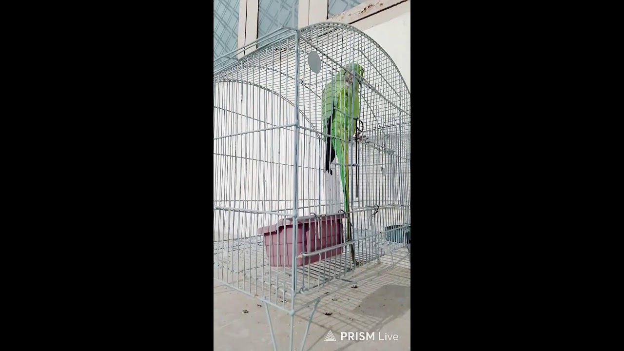 Talking Parrot is live.(SUBSCRIBE AND LIKE IF YOU LOVE BIRDS)