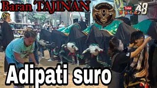 bantengan Adipati suro baran tajinan