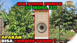 Download Lagu Can Musang King Durian Grow Well at MDPL 20 - 30? This is the Practice in Mas Aba's Garden. MP3