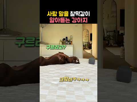 노래 속 사람 말을 알아듣는 IQ100 천재 댕댕이 #강아지 #댕댕이 #천재견 #강아지반응 #노래가사 #노래가사반응 thumbnail