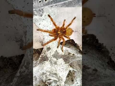 Video: Pavoučí tarantule. exotická krása