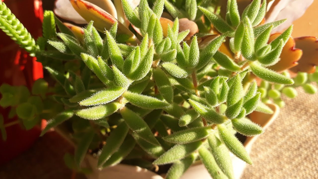 Sukulent Crassula Mesembryante Moides bakımı .