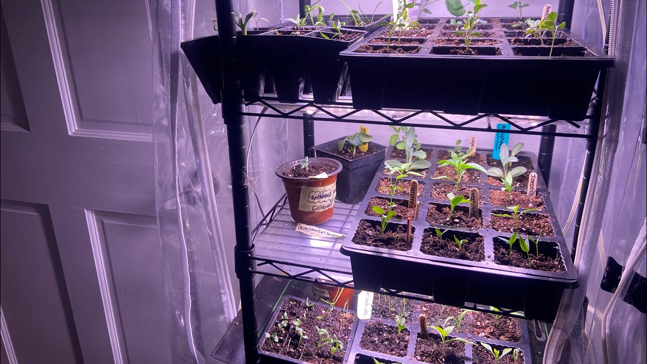 🌱 Seedlings for 2026 Spring Garden!