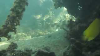 Plongée Dans Le Lagon Après Une Longue Periode De Pluie Tahiti-Greg.avi