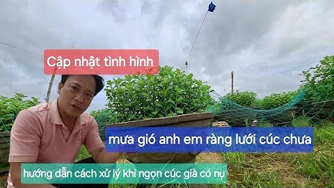 Cập nhật tình hình cúc pha lê 1/9 cách xử lý khi cây cúc có nụ do nguyên nhân phân sai thiếu điện 