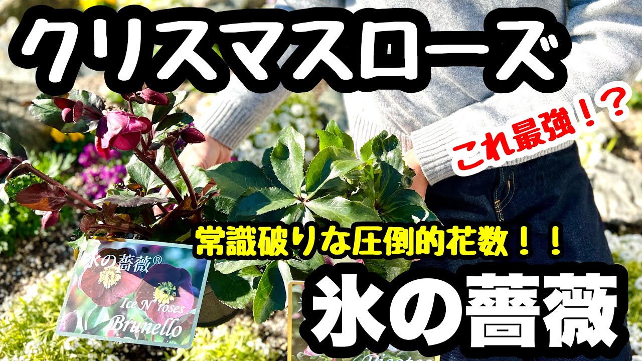 □『氷の薔薇』クリスマスローズの最高峰!?常識破りな圧倒的花数 □『氷の薔薇』クリスマスローズの最高峰!?常識破りな圧倒的花数