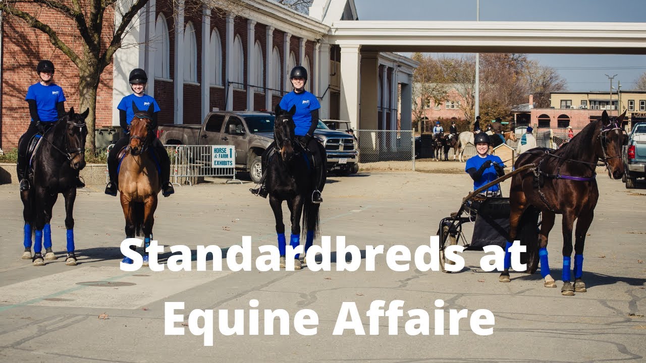 Standardbreds at the Equine Affaire