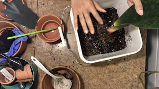 Repotting Sansevieria Masoniana Whale Fin