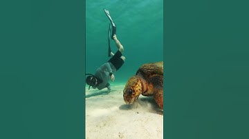 Thumbnail of Swimming with a Loggerhead Sea Turtle!