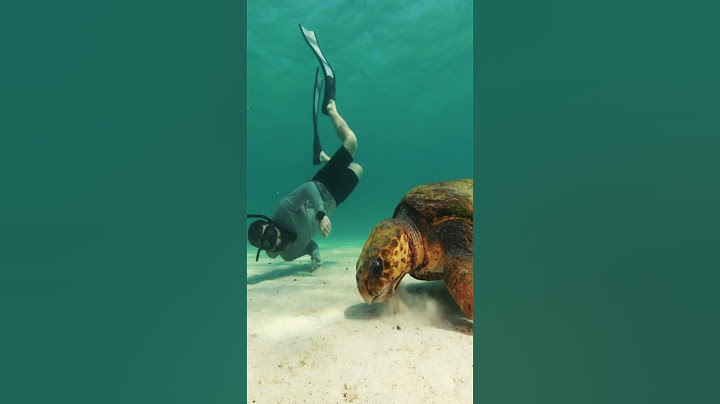 Swimming with a Loggerhead Sea Turtle!
