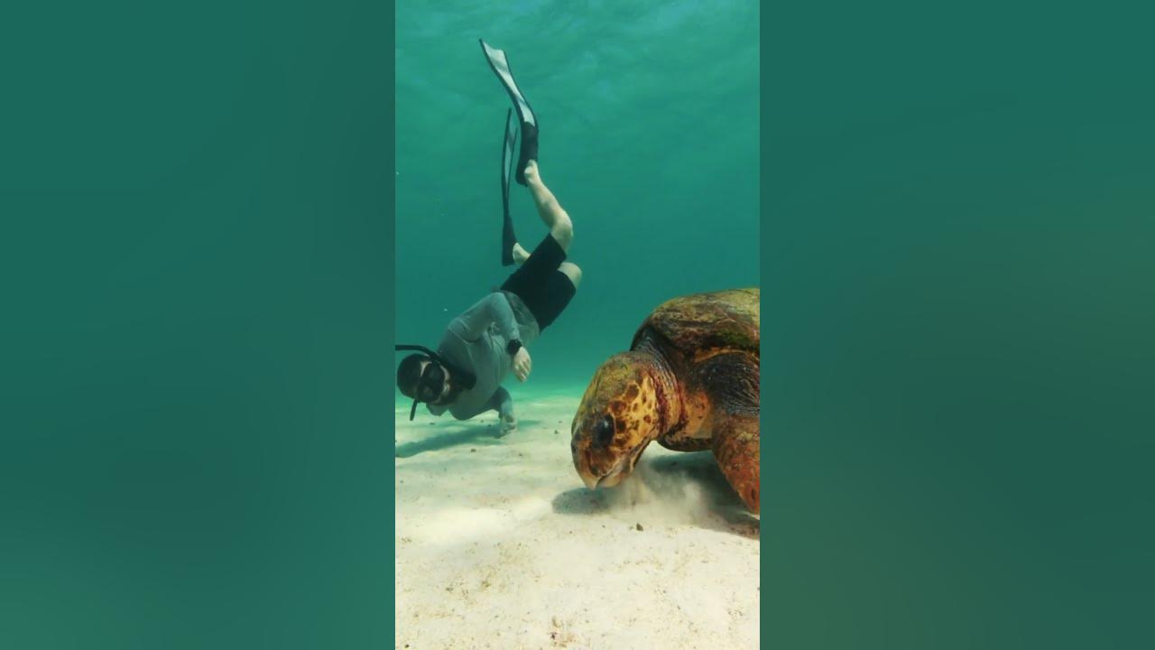 Swimming with a Loggerhead Sea Turtle!