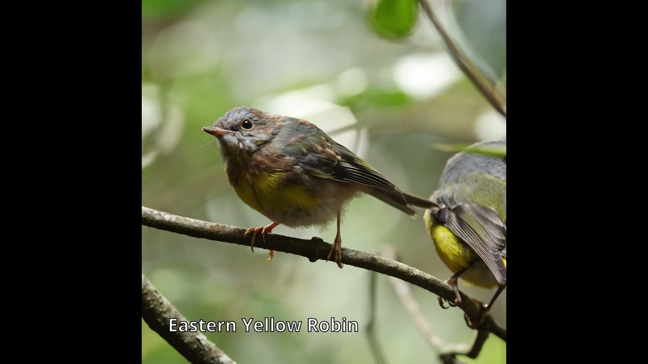 Eastern Yellow Robins 