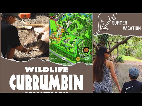 Video: Beskrivelse og fotos af Currumbin Wildlife Sanctuary - Australien: Gold Coast