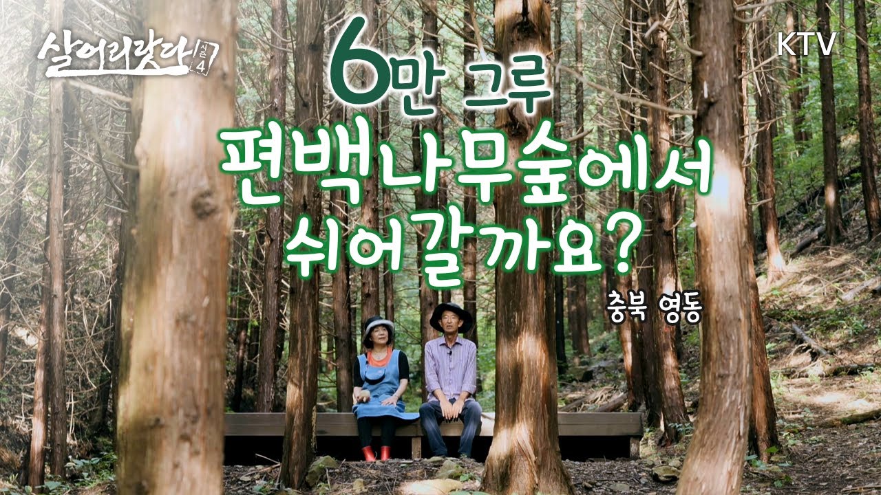(충북 영동) 시아버지의 선견지명. 60,000 여 그루의 편백숲 그 위대한 유산, 안지킬 수 있나요? ktv, phytoncide, forest, cypress (시즌4)