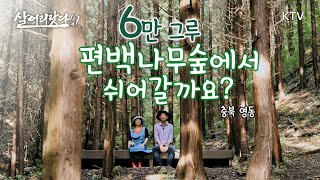 (살어리랏다4) 시아버지의 선견지명. 60,000 여 그루의 편백숲 그 위대한 유산, 안지킬 수 있나요? ktv, phytoncide, forest, cypress(충북 영동)