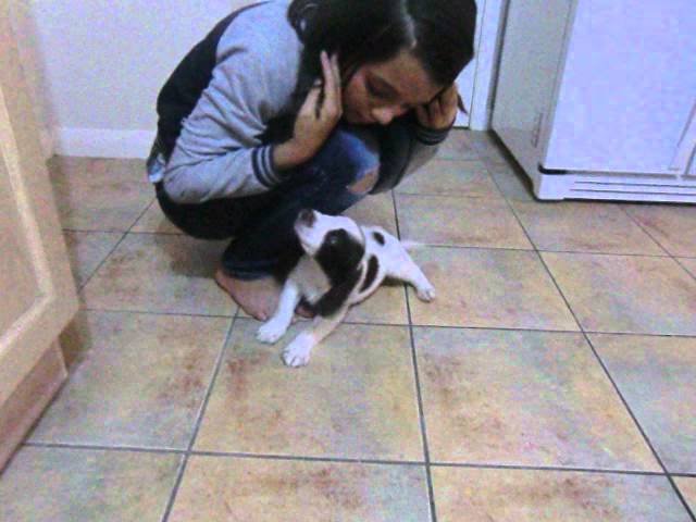 9 week old springer spaniel