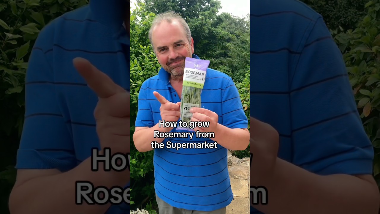 How to grow rosemary from the Supermarket. Based on my latest book ‘Grow Your Groceries’