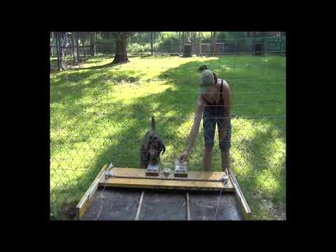 Wolves lead and dogs follow, but they both cooperate with humans