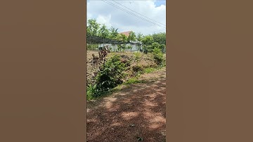 890m2 có thổ cư gần khu công nghiệp ở bình dương chỉ 490tr sổ sẵn .lh 0937971626 #bdsbinhduonggiare