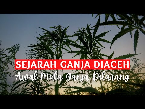 Video: Cara Mudah Mendapatkan CBD Edibles: 12 Langkah (dengan Gambar)