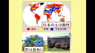 日本に青色のアジサイが多い理由