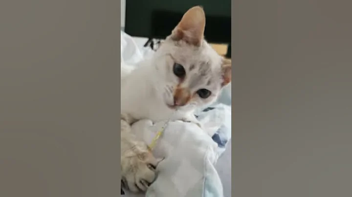 Video 10513321: savannah cat, savannah girl, snow savannah, sweet savannah, beautiful savannah, savannah playing