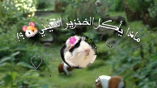 ماذا يأكل الخنزير الغيني🐹؟وما الاكل التي يجب تجنبها❌/ikram animals