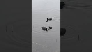 Scottish wildlife - Eurasian Coots - ambient / classical #wildlife #nature #scotland #celticcove
