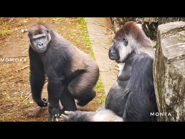 【奈々】ゴリラ40匹 Female Gorilla tries to catch the Silverback's Attention | Update