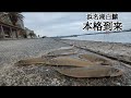 直近最新情報【浜名湖釣り】🎣15cmオーバーの白鱚が遂にまわって来ました🐟