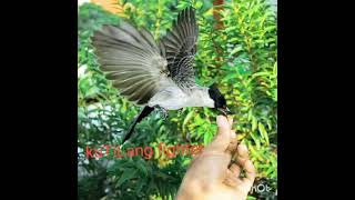 Download Lagu Kutilang gacor DOR berisik full isian murai jalak trocokkan || milik Rudy GodeL Bekasi jawa barat. MP3