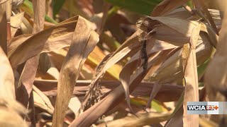 Climatologist: Tuesday's rain not enough to change drought monitor in Central Illinois