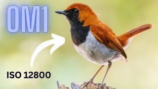 Om1 And High Iso Can It Produce Excellent Results?