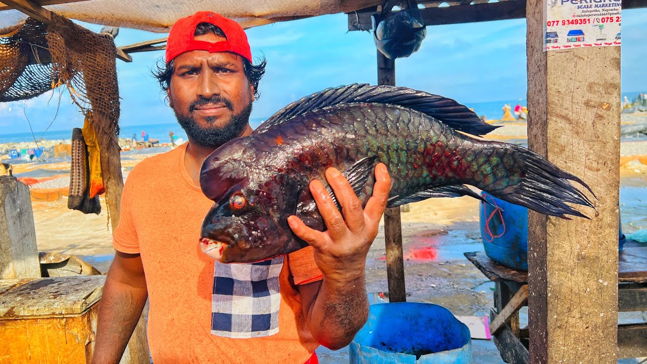 Colorful Parrot Fish Cutting Skill | Indo-pacific Sail Fish Cutting ...