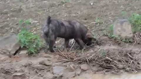 CỘC VỆN ĐỰC 2 THÁNG TUỔI, NẶNG GẦN 6 KG - CHÓ BẢN MÔNG HOANG DÃ