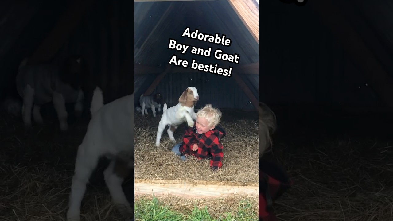 Adorable Baby Goat Climbs Little Boy 💕🐐 